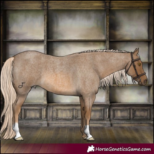 Horse Color:Chocolate Palomino Roan 