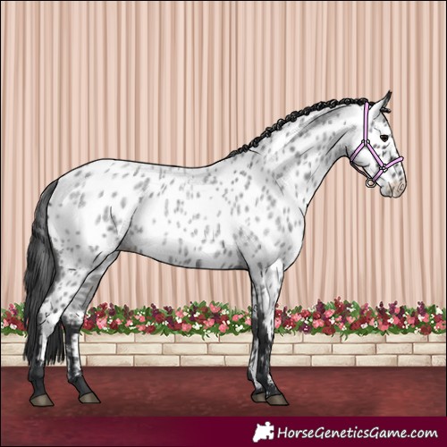 Horse Color:Blue Roan Appaloosa 