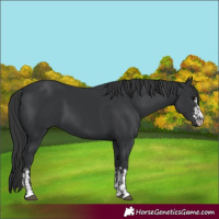 Horse Color:Black  and Black 