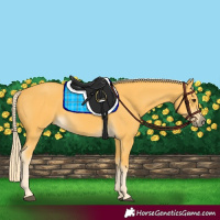 Horse Color:Palomino