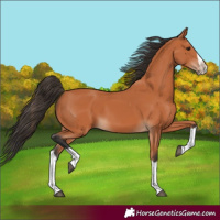 Horse Color:Bay Splash Frame 