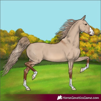 Horse Color:Red Dun 