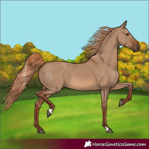 Horse Color:Red Dun