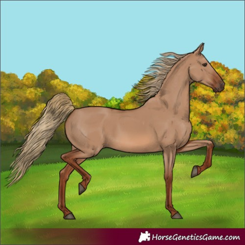 Horse Color:Red Dun 