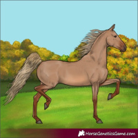 Horse Color:Red Dun 