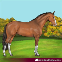 Horse Color:Bay Splash Frame