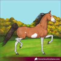 Horse Color:Bay Splash Frame 