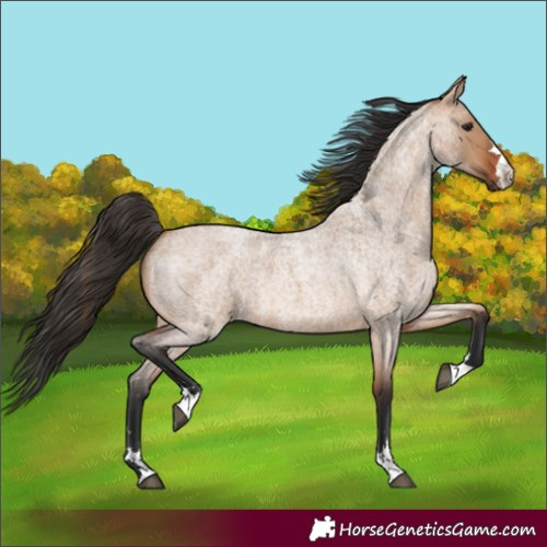 Horse Color:Bay Roan Dun 