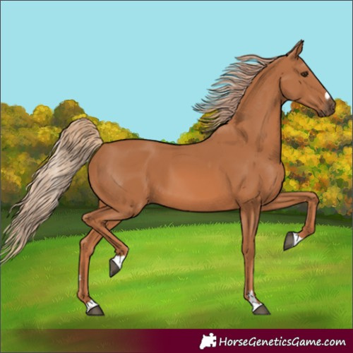 Horse Color:Chestnut 
