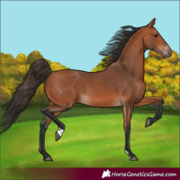 Horse Color:Bay 