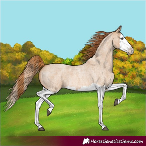 Horse Color:Red Dun Roan Splash 