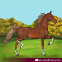 Horse Color:Chestnut Tobiano 