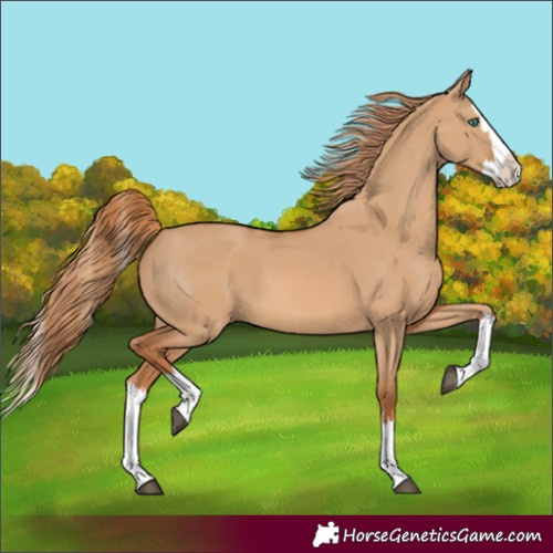 Horse Color:Red Dun Splash 