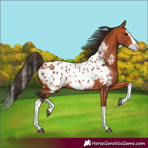 Horse Color:Bay Splash Appaloosa 