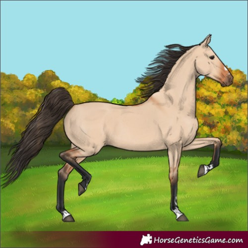 Horse Color:Bay Dun 