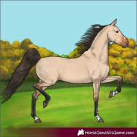 Horse Color:Bay Dun 