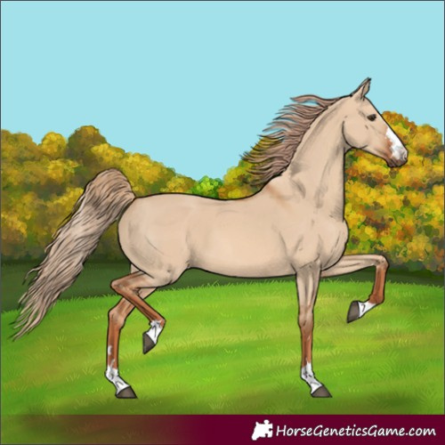 Horse Color:Red Dun 