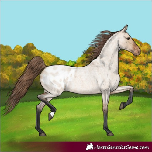 Horse Color:Bay Roan Dun Appaloosa 