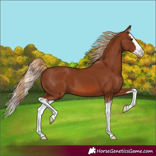 Horse Color:Chestnut Splash 