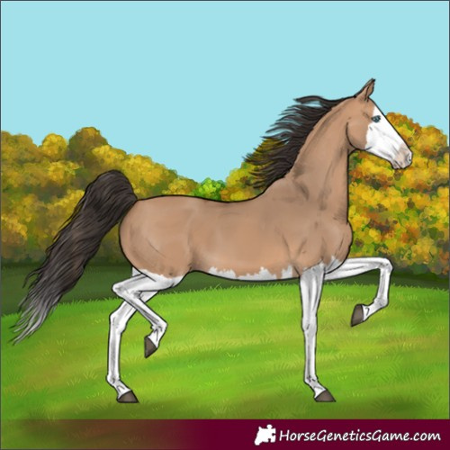 Horse Color:Bay Dun Splash 