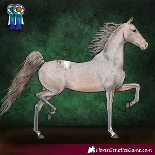 Horse Color:Bay Appaloosa 