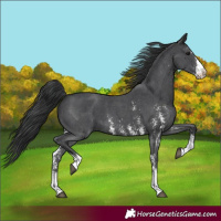Horse Color:Black Sabino 