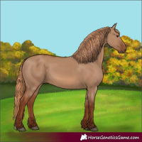Horse Color:Red Dun 