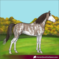 Horse Color:Liver Red Dun Sabino Splash 