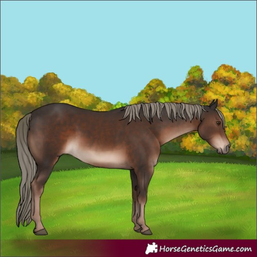 Horse Color:Liver Chestnut Mushroom 