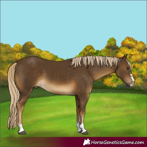Horse Color:Chocolate Palomino Mushroom 