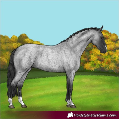 Horse Color:Blue Roan 
