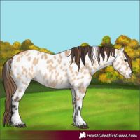 Horse Color:Bay Dun Leopard 
