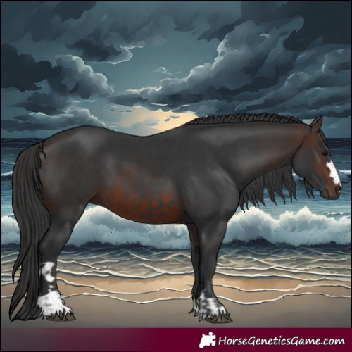 Horse Color:Black  and Brown 