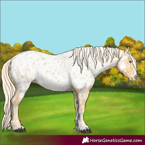 Horse Color:Palomino Appaloosa  and Palomino Appaloosa 