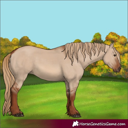 Horse Color:Red Dun 