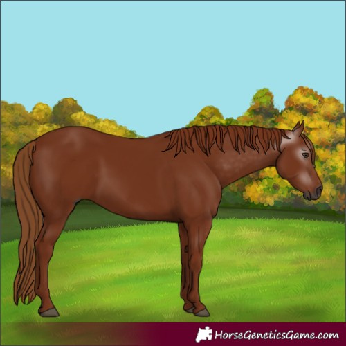 Horse Color:Gray Chestnut 