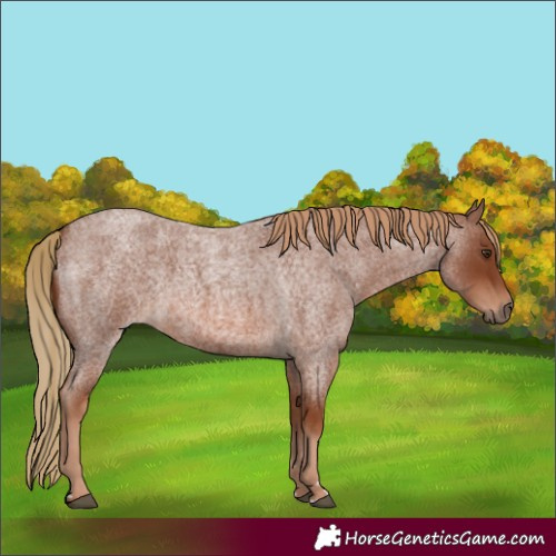 Horse Color:Red Roan 