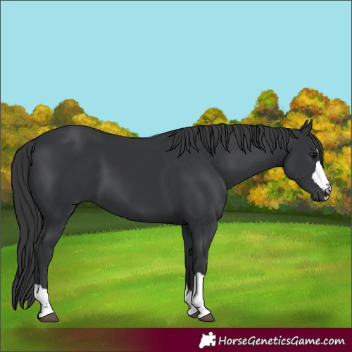 Horse Color:Black 