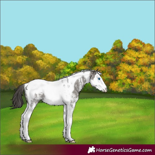 Horse Color:Grullo Sabino Splash Tobiano Blanket Rabicano 