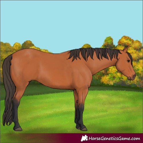Horse Color:Bay 