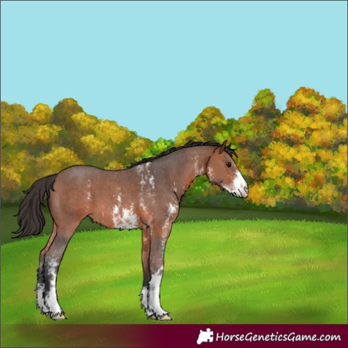 Horse Color:Bay Sabino 