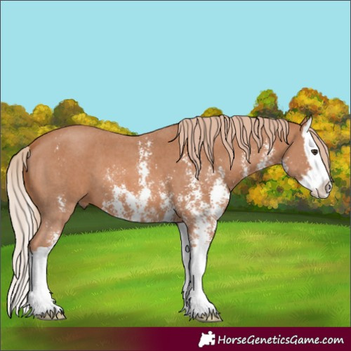 Horse Color:Chestnut Sabino Splash 