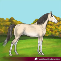 Horse Color:Buckskin Dun Splash 