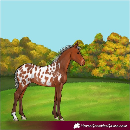 Horse Color:Silver Bay Near Leopard Rabicano 