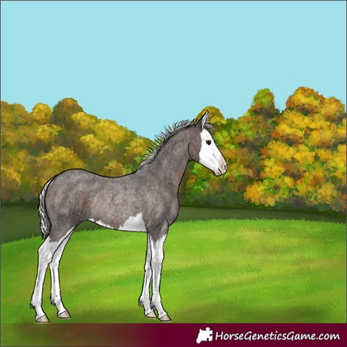 Horse Color:Silver Brown Roan Splash Rabicano 