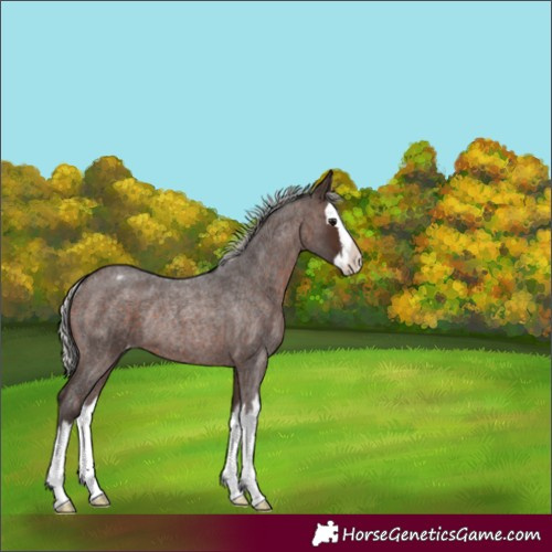 Horse Color:Silver Brown Roan Splash Varnish Rabicano 