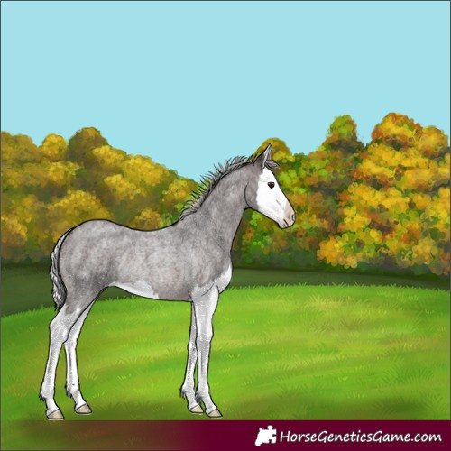 Horse Color:Silver Brown Roan Splash Rabicano 