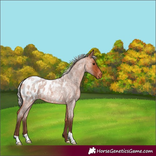 Horse Color:Silver Bay Roan Appaloosa 