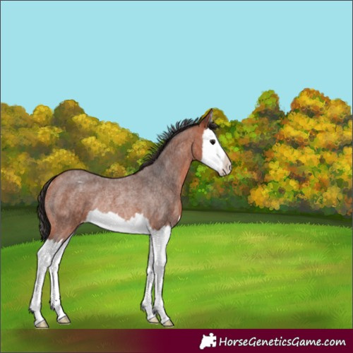 Horse Color:Bay Roan Splash Blanket Rabicano 