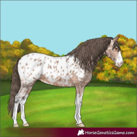 Horse Color:Bay Ice Sabino Appaloosa 
